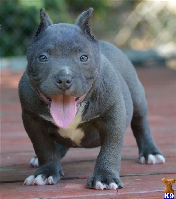Puppies in CA
