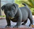 American Pit Bull