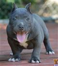 American Pit Bull
