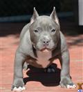 American Pit Bull