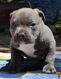 American Pit Bull