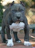 American Pit Bull