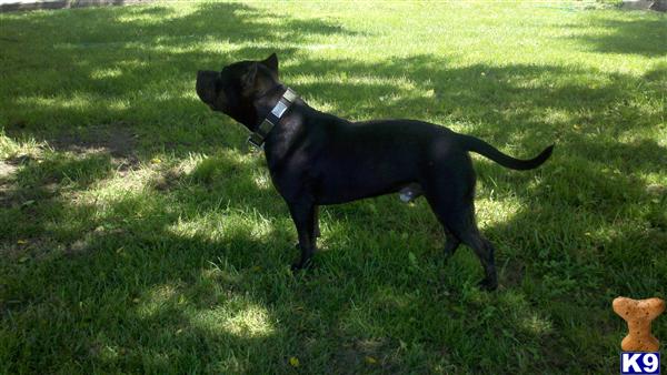 Stud Dogs in MO