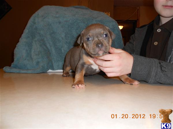 American Pit Bull Puppies