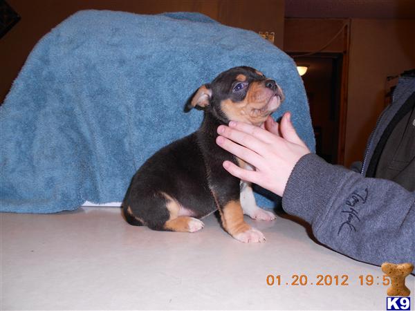American Pit Bull Puppies
