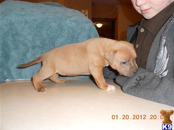 American Pit Bull Puppies
