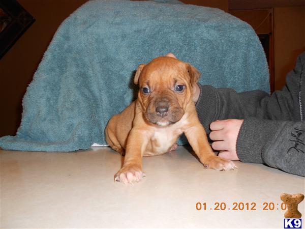 American Pit Bull Puppies