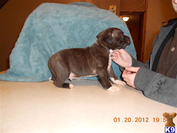 American Pit Bull Puppies
