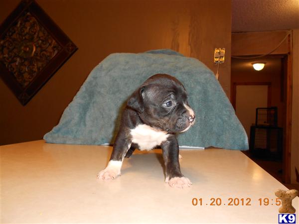 American Pit Bull Puppies