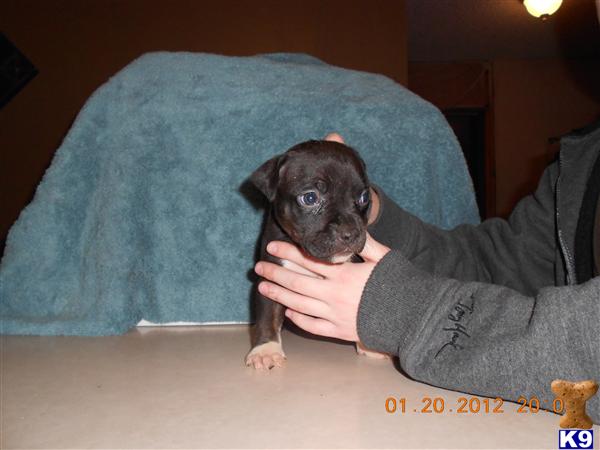 American Pit Bull Puppies