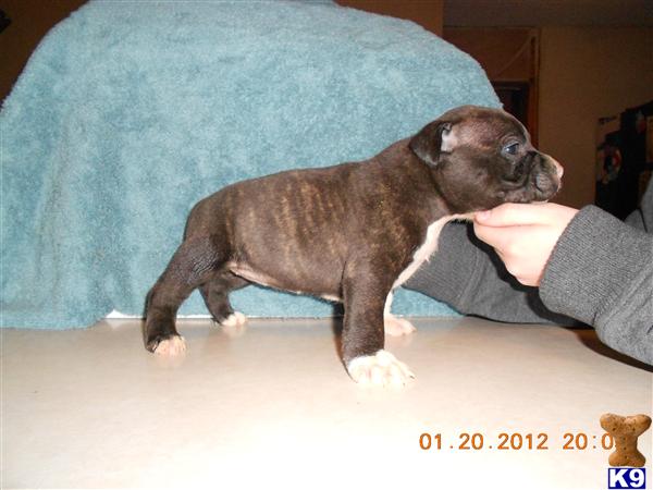 American Pit Bull Puppies