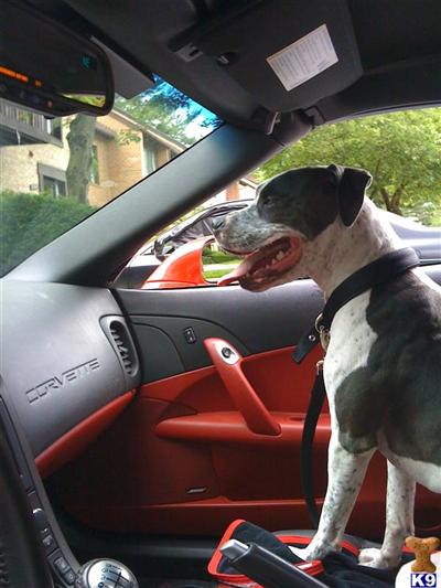 Dogs for Sale in MD