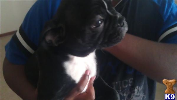 Puppies in Sacramento