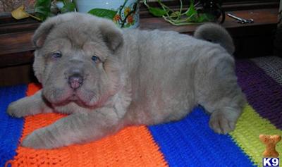 Chinese Shar-Pei Puppies for Sale