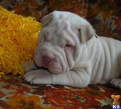 Chinese Shar-Pei Puppies for Sale