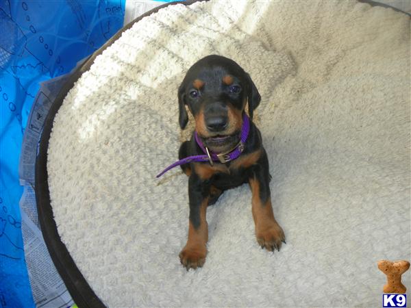 Puppies in ME