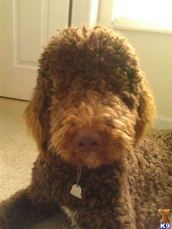 Stud Dogs - Goldendoodles