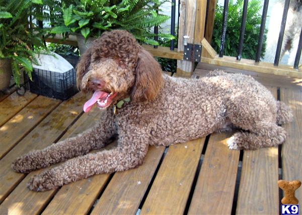 Stud Dogs in TN