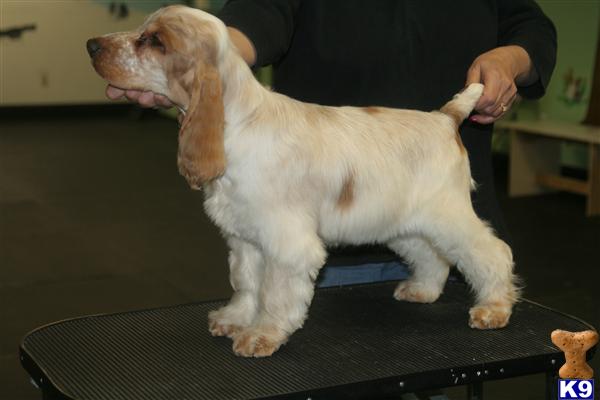 English Cocker Spaniel Puppies