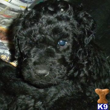 Puppies for Sale