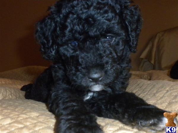 Puppies for Sale