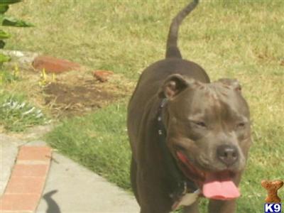Stud Dogs in CA