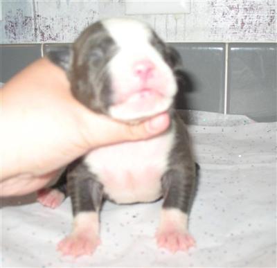Puppies for Sale