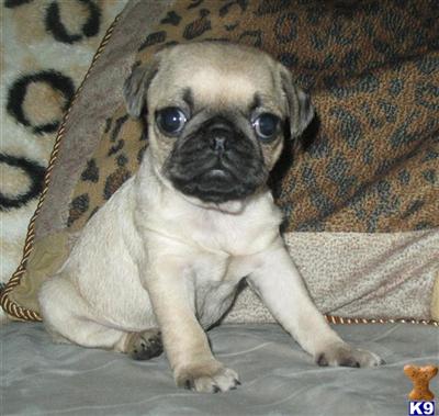 Pug Puppies for Sale