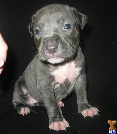Puppies in AR