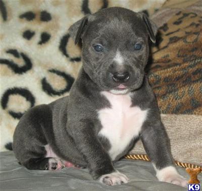 Puppies in AR