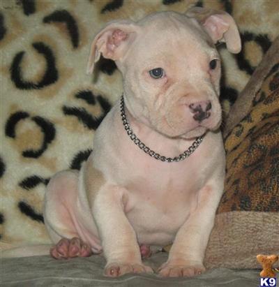 Puppies in AR