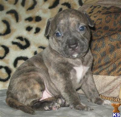 Puppies in AR