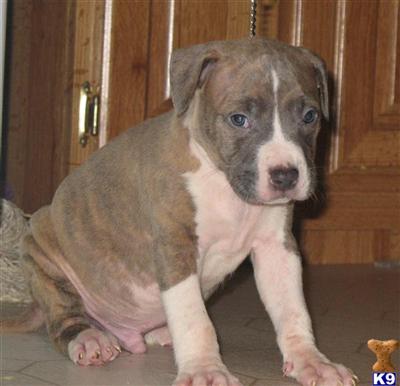 Puppies in AR