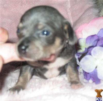Puppies in AR