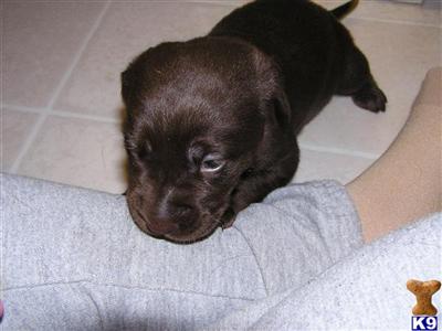 Puppies in MI