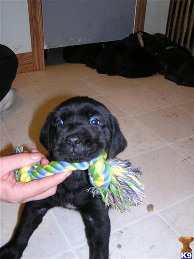 Puppies in MI