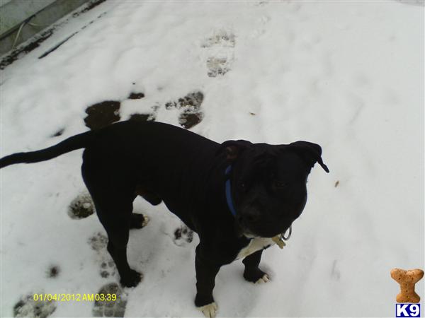 Stud Dogs in MI