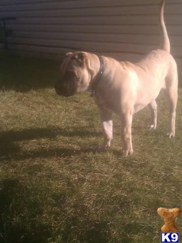 Stud Dogs - Presa Canario