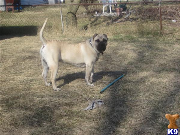 Stud Dogs - Presa Canario