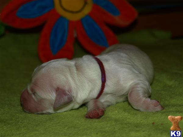 Puppies in IL