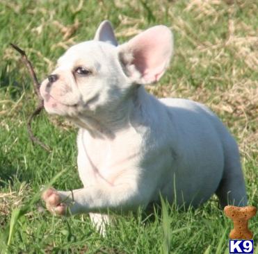 French Bulldog Puppies for Sale