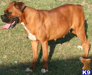 Dogs for Sale in TX