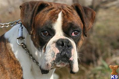 Stud Dogs - Boxer