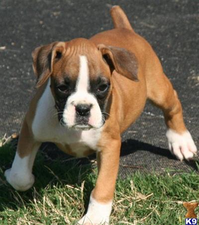 Boxer Puppies in TX