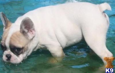 French Bulldog Puppies in TX