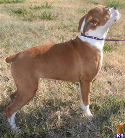 Dogs - Boxer