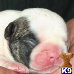 French Bulldog Puppies in TX