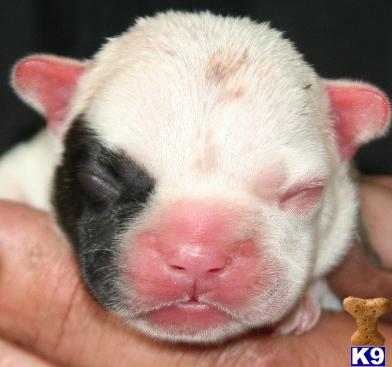 French Bulldog Puppies in TX