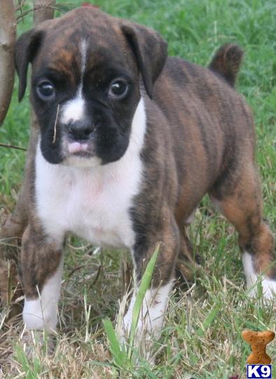 Boxer Puppies in TX