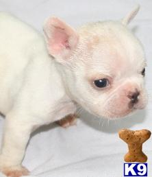 French Bulldog Puppies in TX